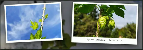 Wzrost testowej sadzonki chmielu w ogrodzie